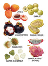 Fruit Small Board Book for Children [Hardcover]