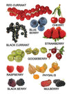Fruit Small Board Book for Children [Hardcover]