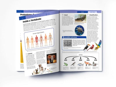 Knowledge Encyclopedia Living Things [Paperback]