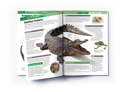Animals - Reptiles and Amphibians [Paperback]