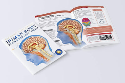 Human Body Box Set Knowledge Encyclopedia For Children [Paperback]