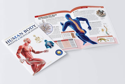 Human Body Box Set Knowledge Encyclopedia For Children [Paperback]