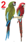 My Jumbo Book of Numbers [Paperback]