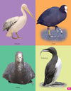 Birds My 101 Picture Book for Children [Paperback]