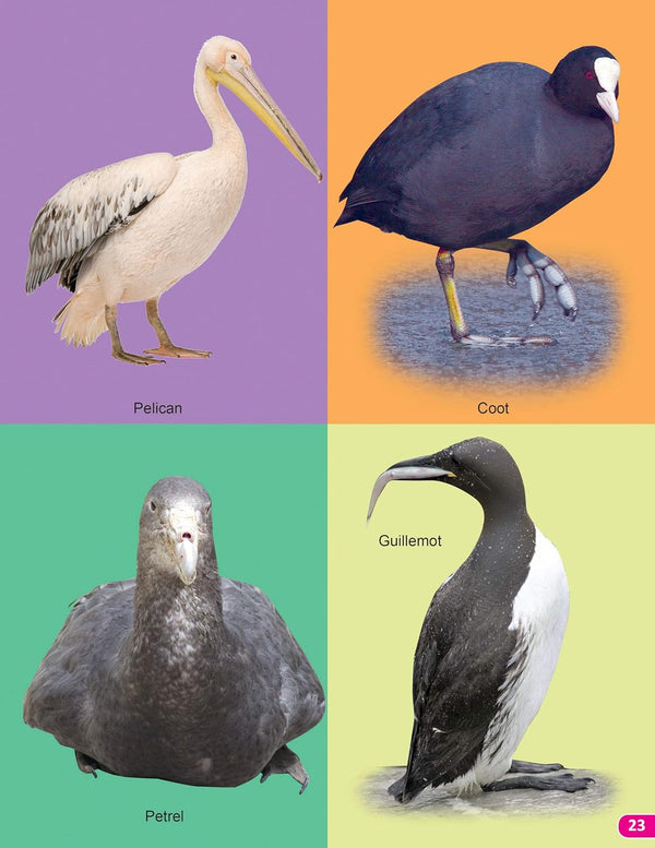 Birds My 101 Picture Book for Children [Paperback]