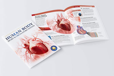 Human Body Box Set Knowledge Encyclopedia For Children [Paperback]