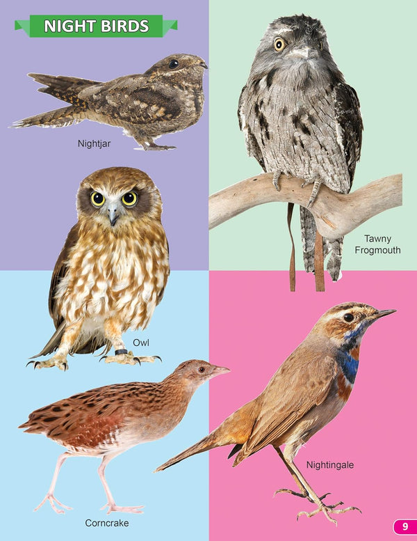 Birds My 101 Picture Book for Children [Paperback]