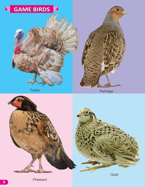 Birds My 101 Picture Book for Children [Paperback]