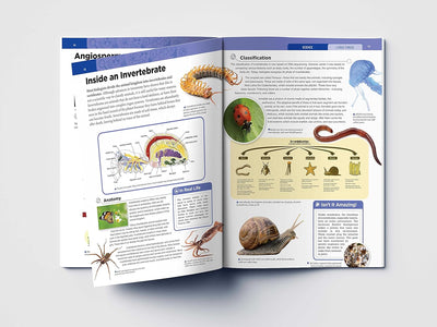 Knowledge Encyclopedia Living Things [Paperback]