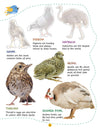Play With Sticker - Birds [Paperback]