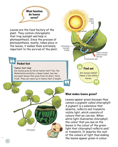 Amazing Questions & Answers Plants by Om Books Editorial Team [Paperback]