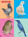 Birds My 101 Picture Book for Children [Paperback]