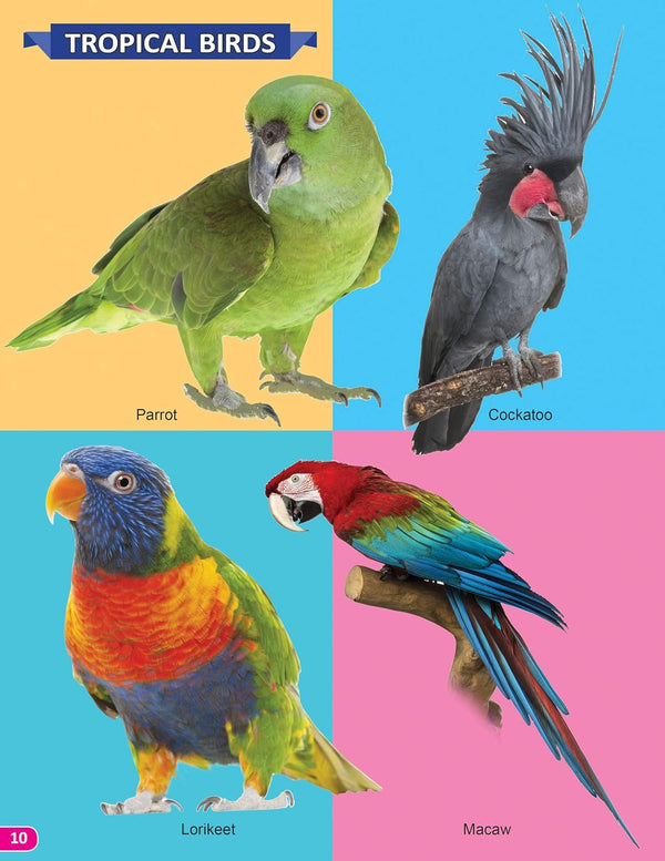 Birds My 101 Picture Book for Children [Paperback]