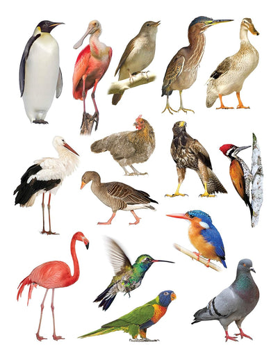 Play With Sticker - Birds [Paperback]