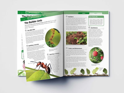 Animals - Insects : Knowledge Encyclopedia [Paperback]