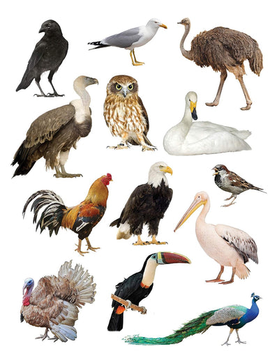 Play With Sticker - Birds [Paperback]
