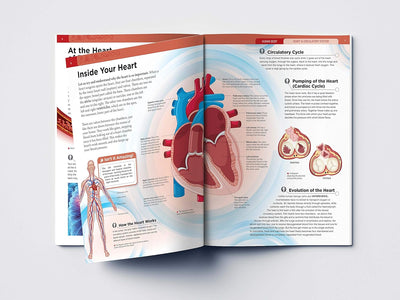 Human Body Box Set Knowledge Encyclopedia For Children [Paperback]