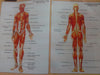 Human Anatomy And Physiology (Hindi)