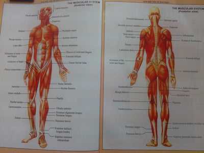 Human Anatomy And Physiology (Hindi)