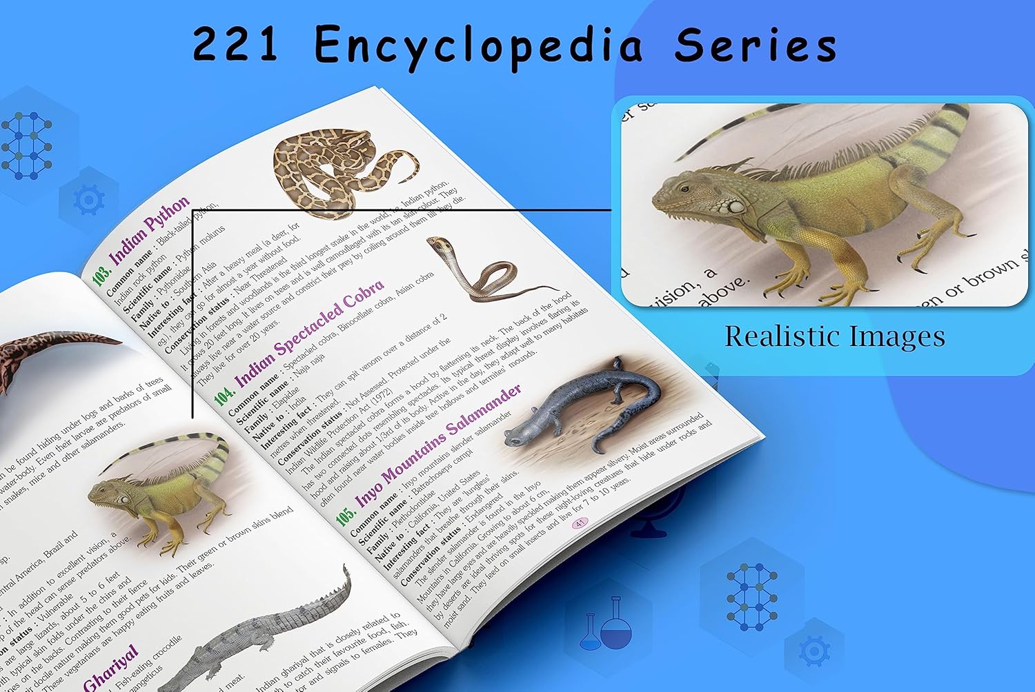 How Closely Related Are Reptiles And Amphibians Gecko Wildlife