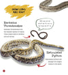 Snake : Its Me Snake [Paperback]