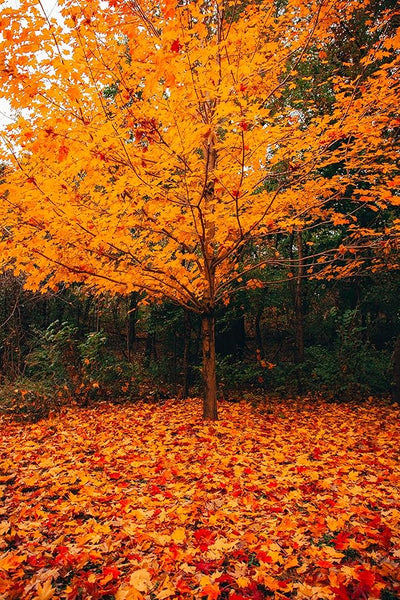 Canvas Print Nature Autumn Leaves Canvas Painting unframed/ Nature scenery Unframed Canvas Painting Autumn leaves / Green Yellow Orange Fall Autumn Leaves Trees Wall Poster Canvas Print (size 12"x 18")